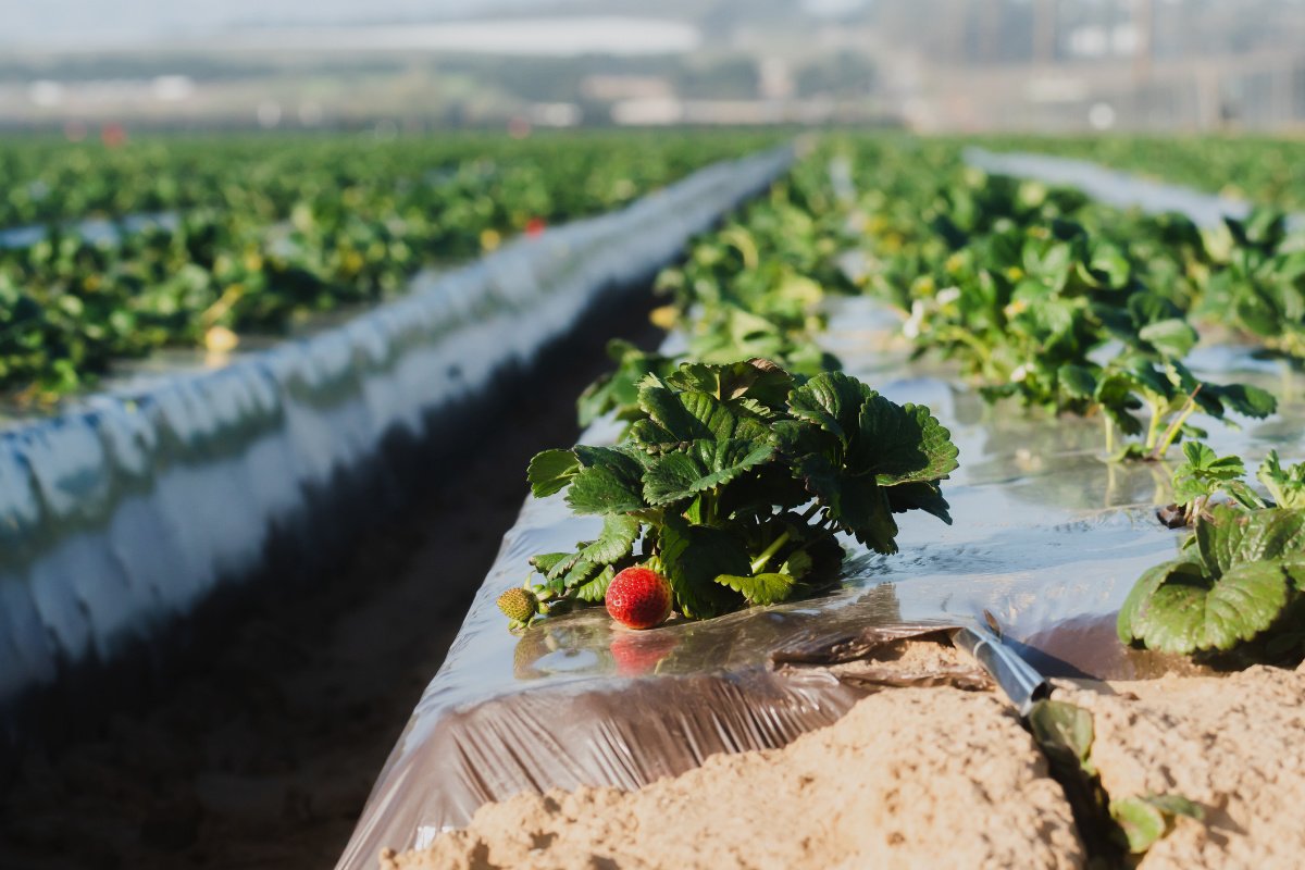 Servicio Agrario